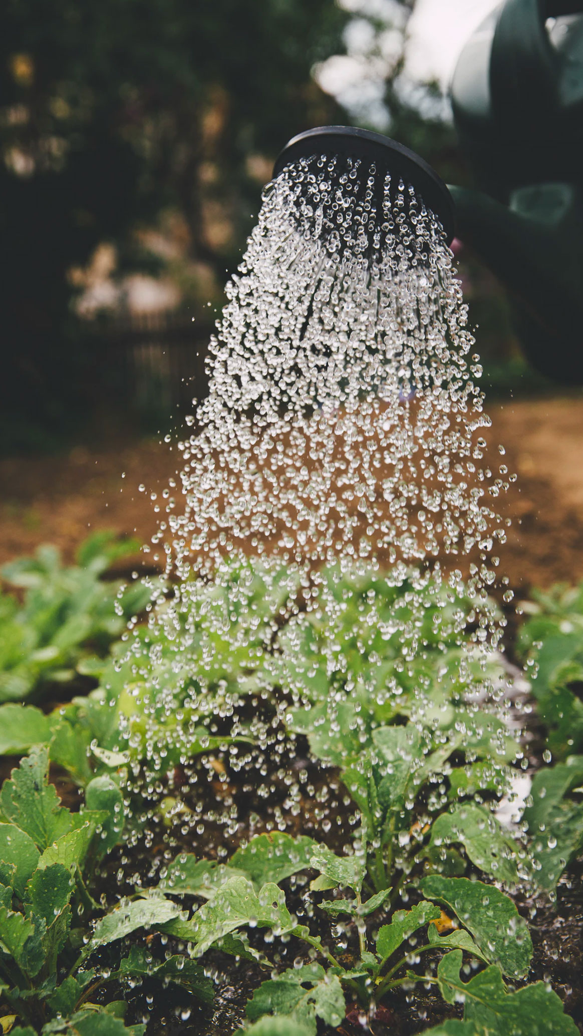 Watering Plants | Keep It Wet Concrete landscaper-gallery-08